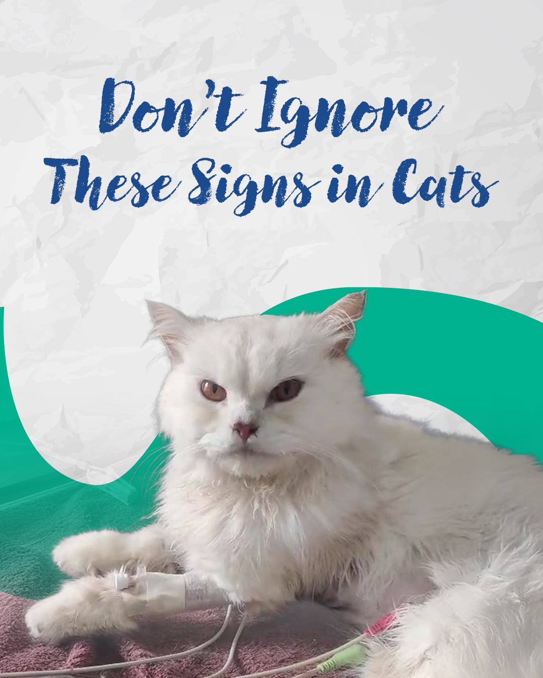 A blocked cat is a life-threatening emergency that needs immediate ...