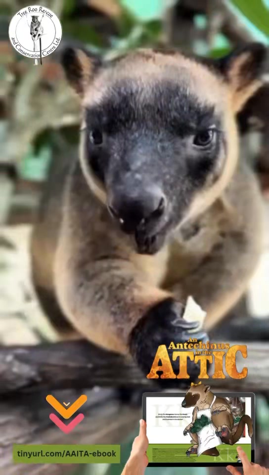 Tree Roo Rescue and Conservation Centre Ltd on Reels | Facebook