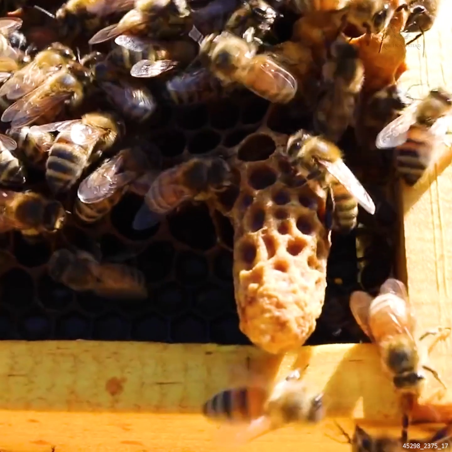 I've NEVER Seen BEES Do This Before #HoneyBees #Bees #Beekeeper # ...