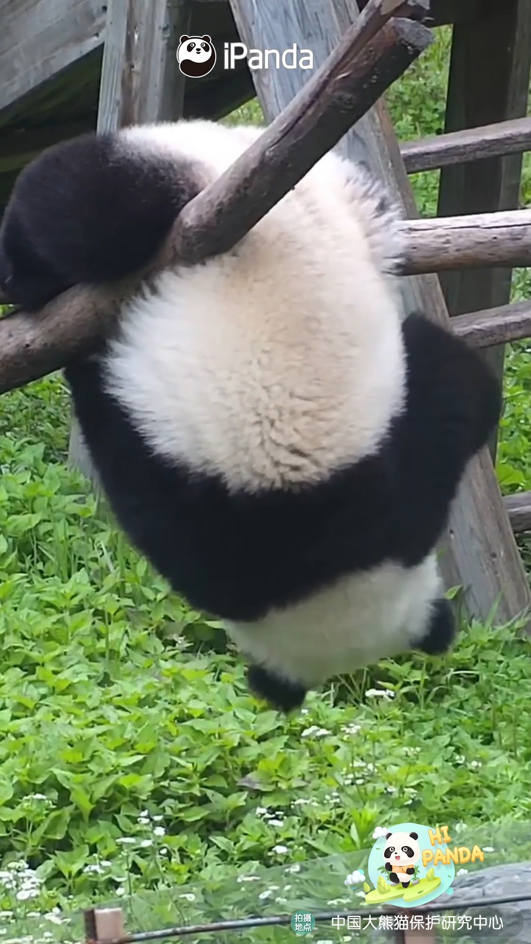 Every baby panda is born a gymnastics expert. Their round, chubby ...
