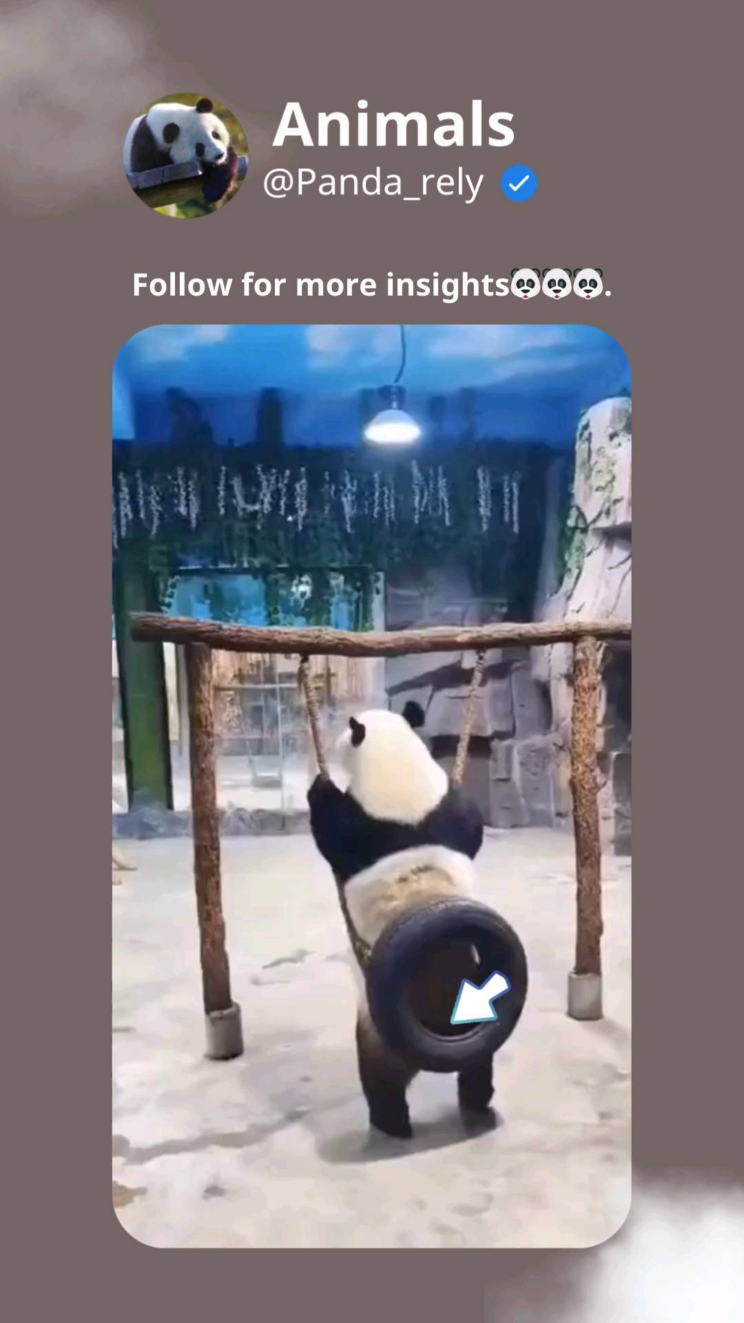Panda baby 🎬 Via: TT @ panda_bamboooooo ( Plz DM for credits or removal ...