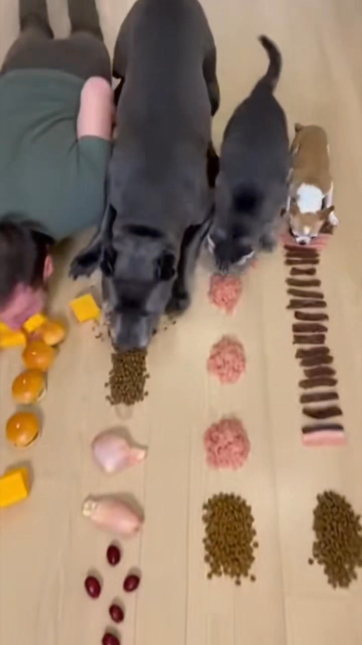 I tried my best… that was the issue 😭😂 #Dog #cat #eatingchallenge #food ...
