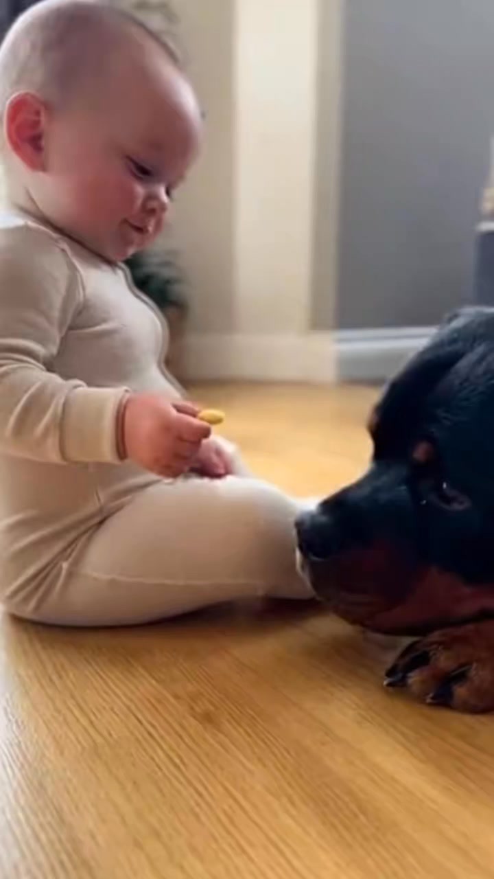 Comment you Thoughts! : #rottweiler #dogsofinstagram #dog #dogs #rottie ...