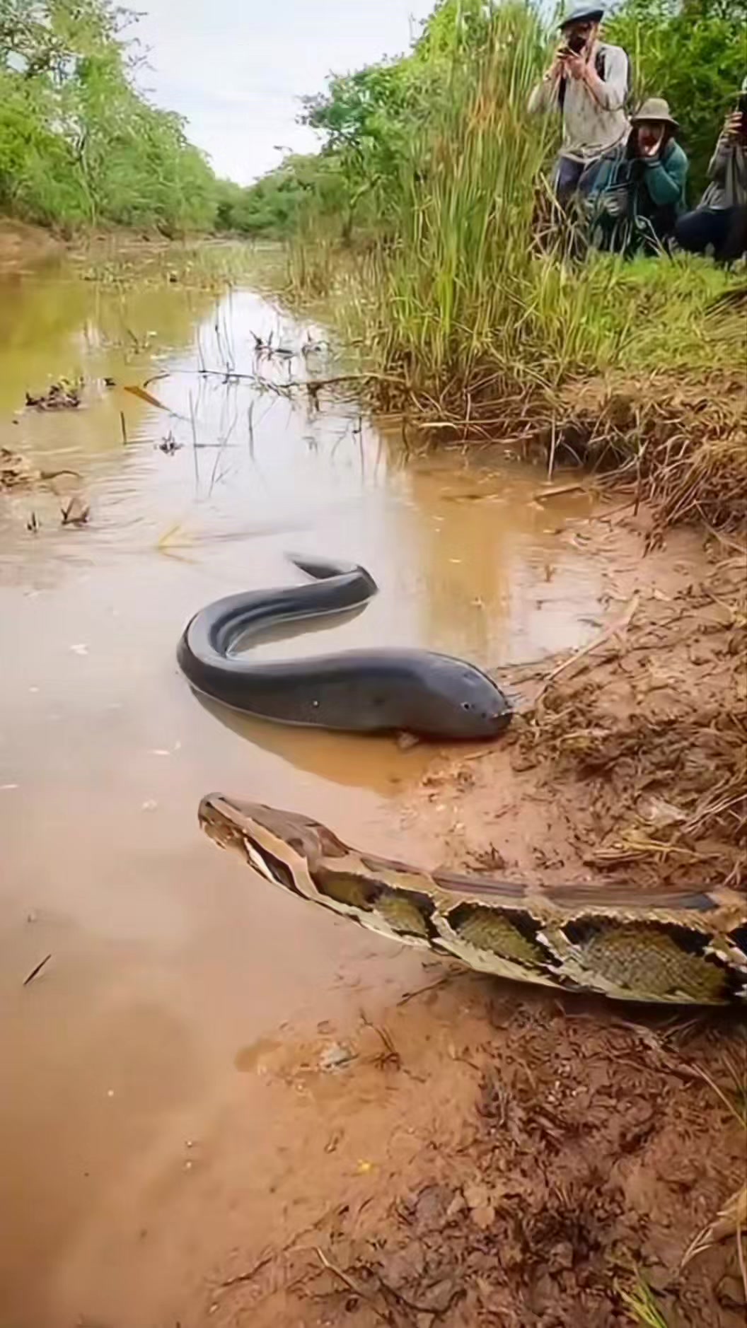Python vs electric eel 😦🐍 #wildlife #animals | Lalit Kumar | Facebook