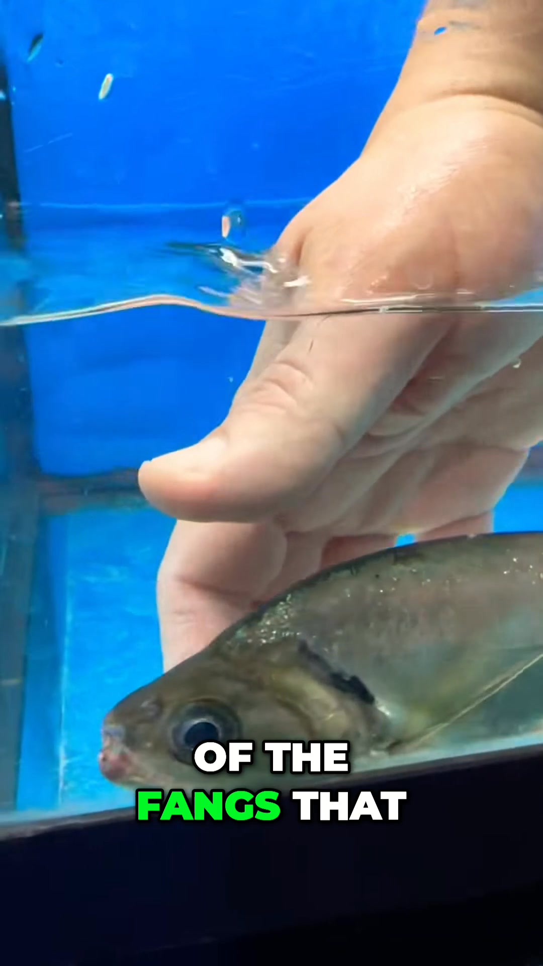 Predatory Fins - These vampire fish in! Look at the fangs... | Facebook