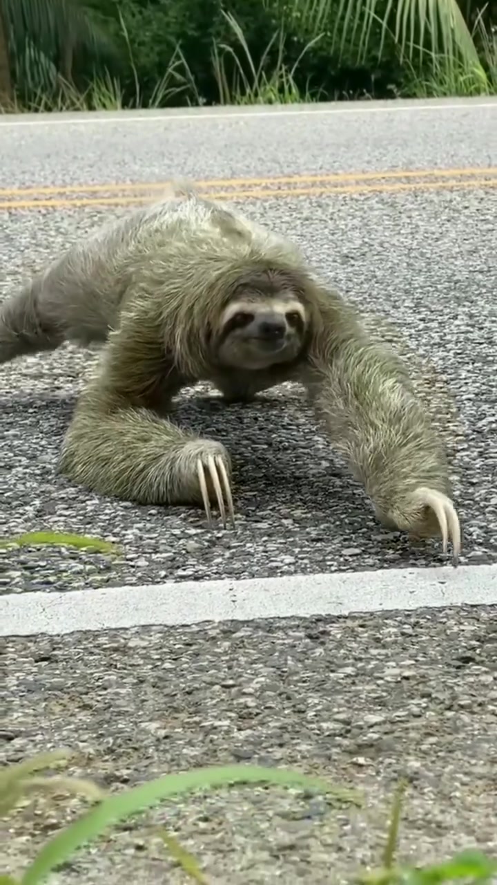 I Love Sloth on Reels | Facebook