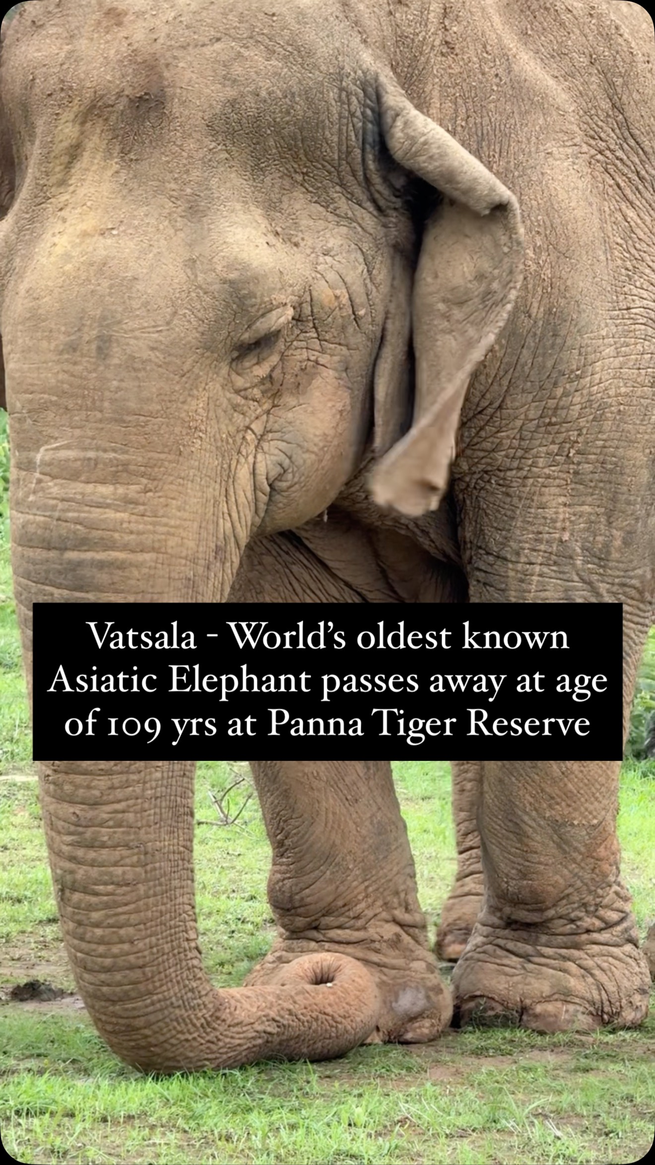 Vatsala, the world’s oldest known Asiatic Elephant passed away at the ...