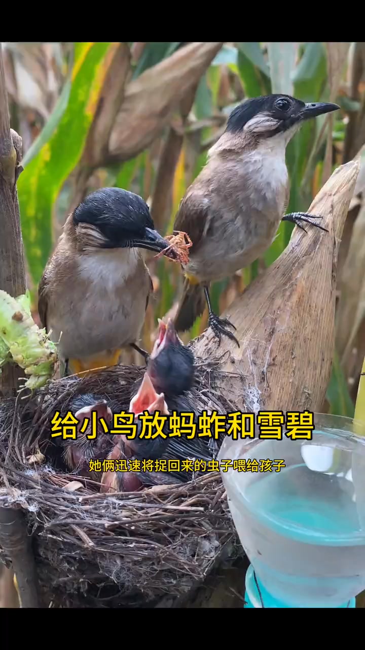 給小鳥放一點螞蚱和雪碧，它會吃嗎 | 小翠鸟动物摄影 | Facebook
