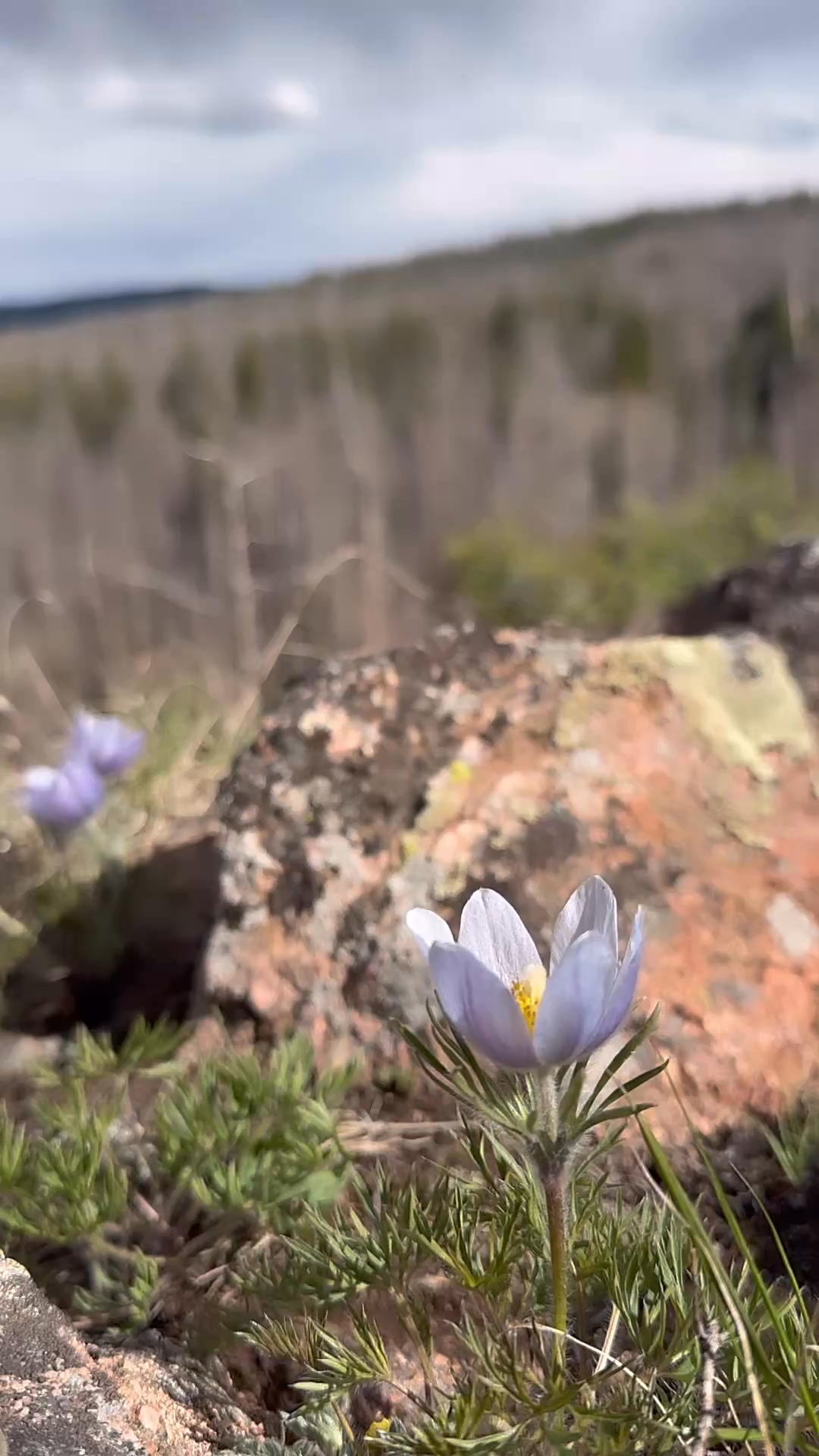 “Oh these vast, calm, measureless mountain days, days in whose light ...