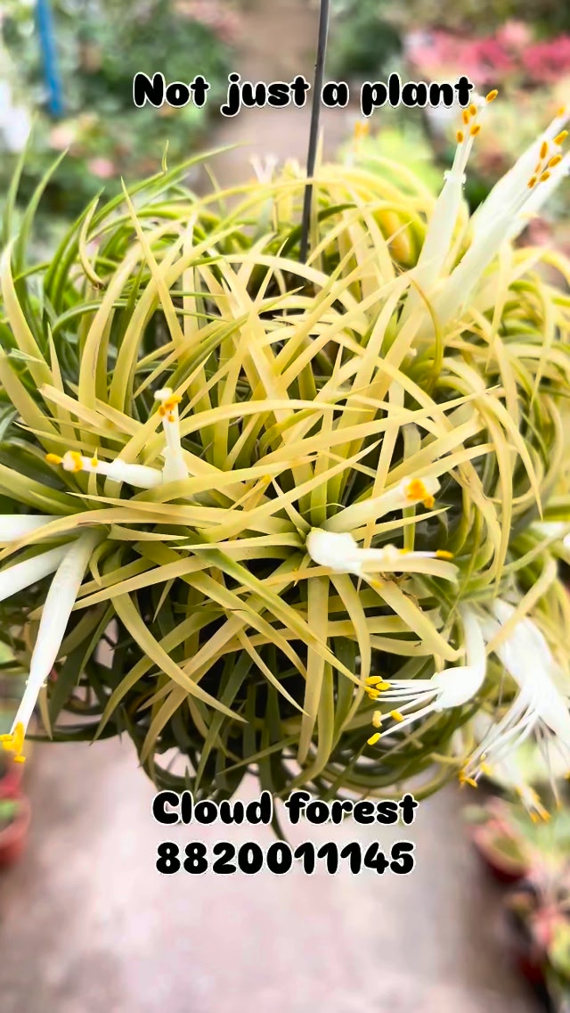 Ｓ*Ｓ様 Tillandsia ionantha  ball Tillandsia Ionantha Yellow Ball 💛🌿 A beautiful air plant with a