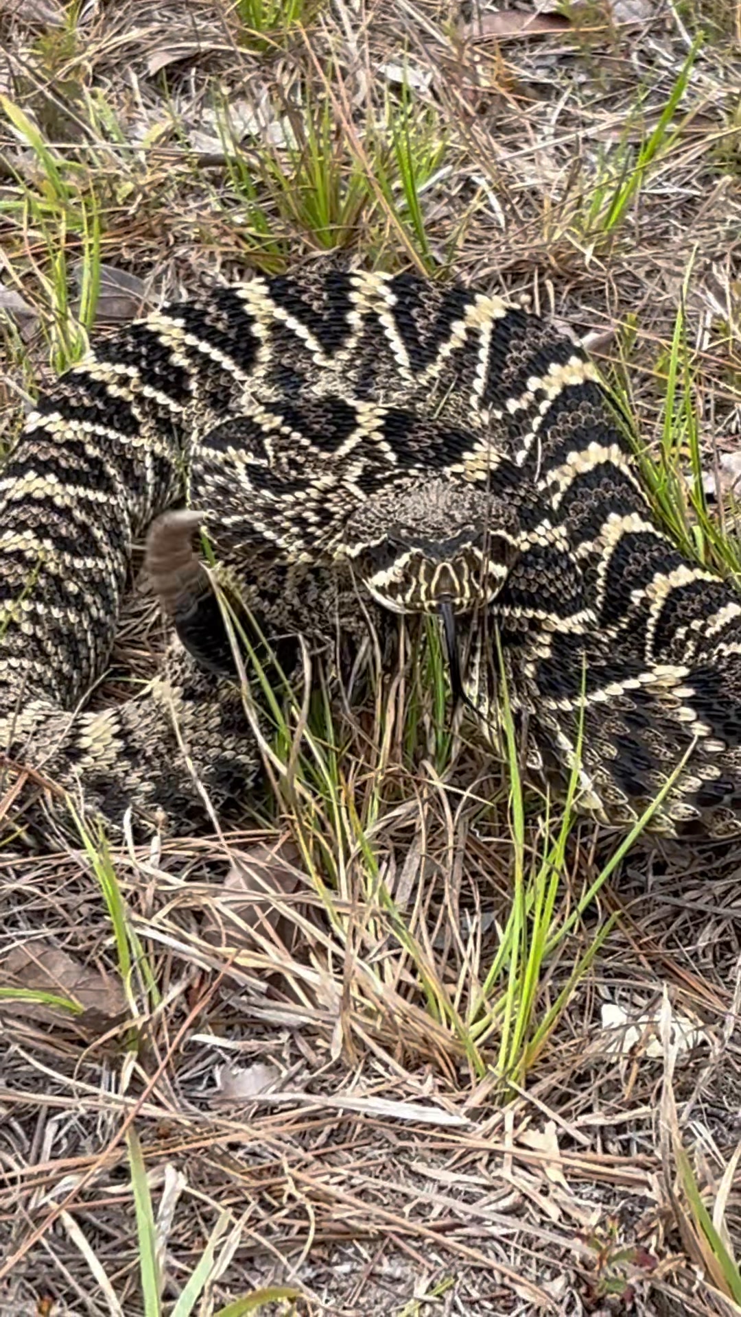 🧐 Rattlesnake hiding in plain sight. This is the third