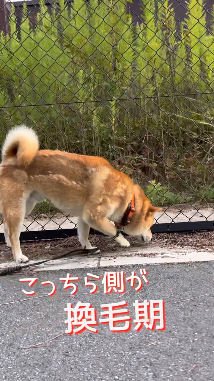 しば犬です。私の汗と涙が染み付いています。 柴犬とんニューシングル「換毛期の唄」 #柴犬 #柴犬とん | 濱本暢博