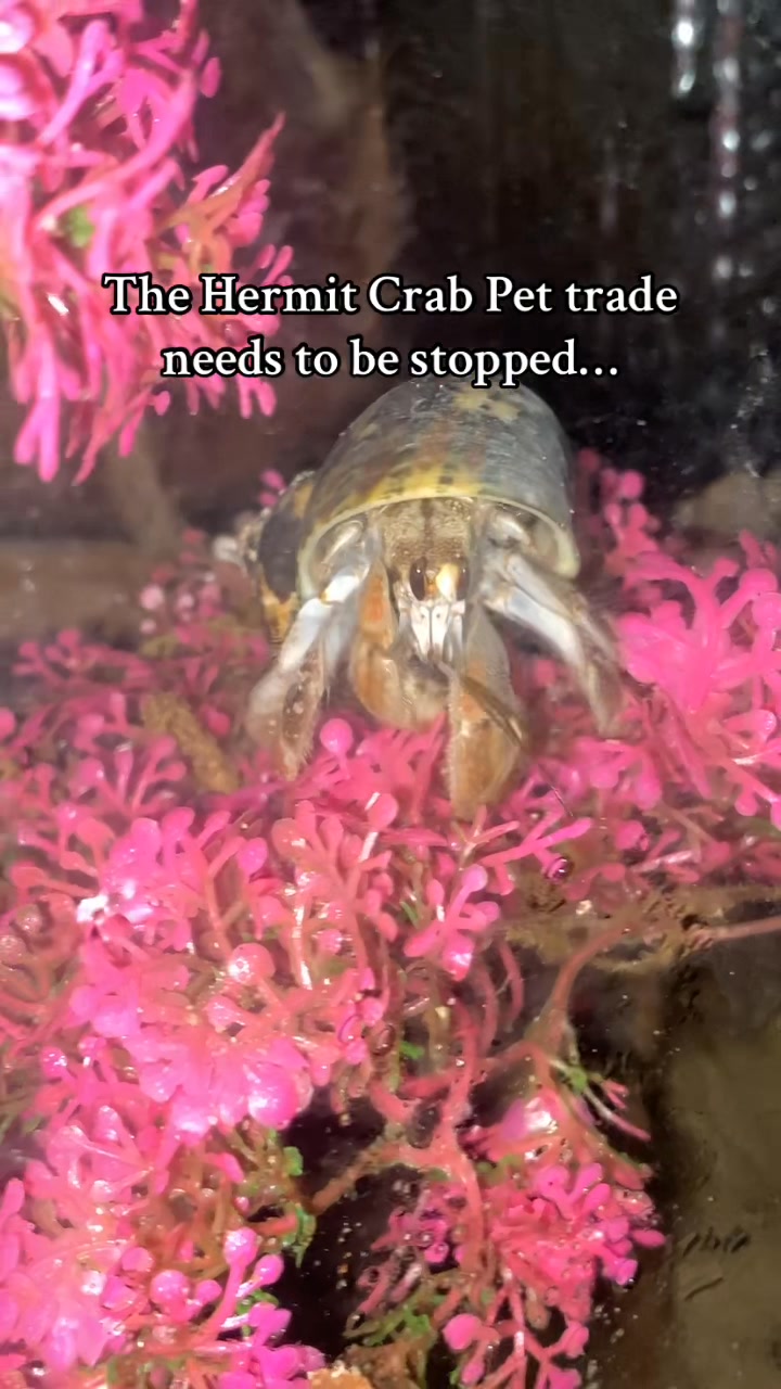 Every year hundreds of thousands of Hermit Crabs are poached from their ...