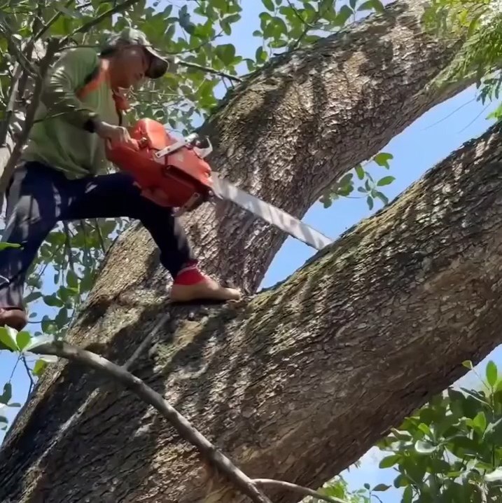 Amazing talent skill man cutting a tall tree and cutting down tree from ...