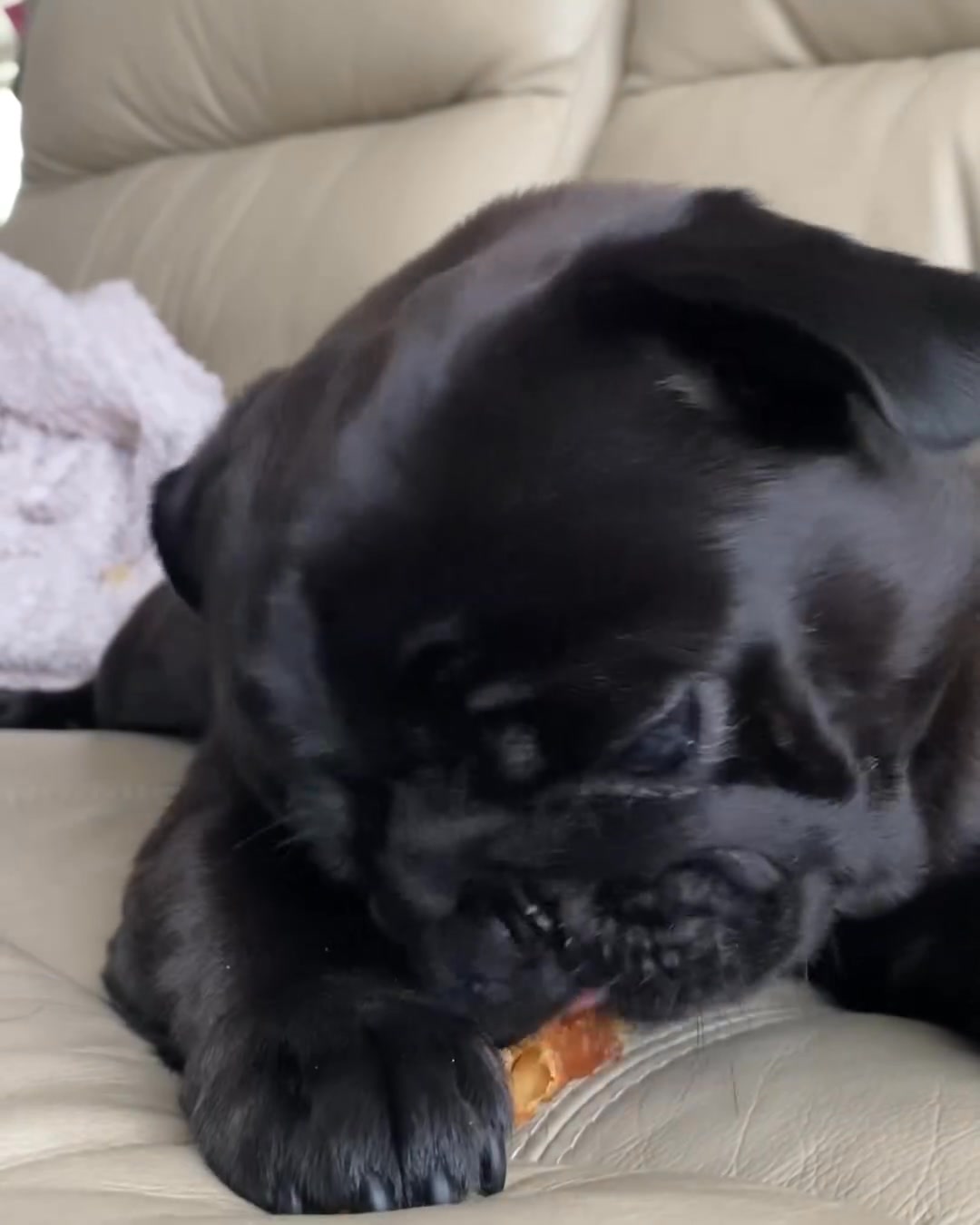 If you think pugs are dogs, think again.