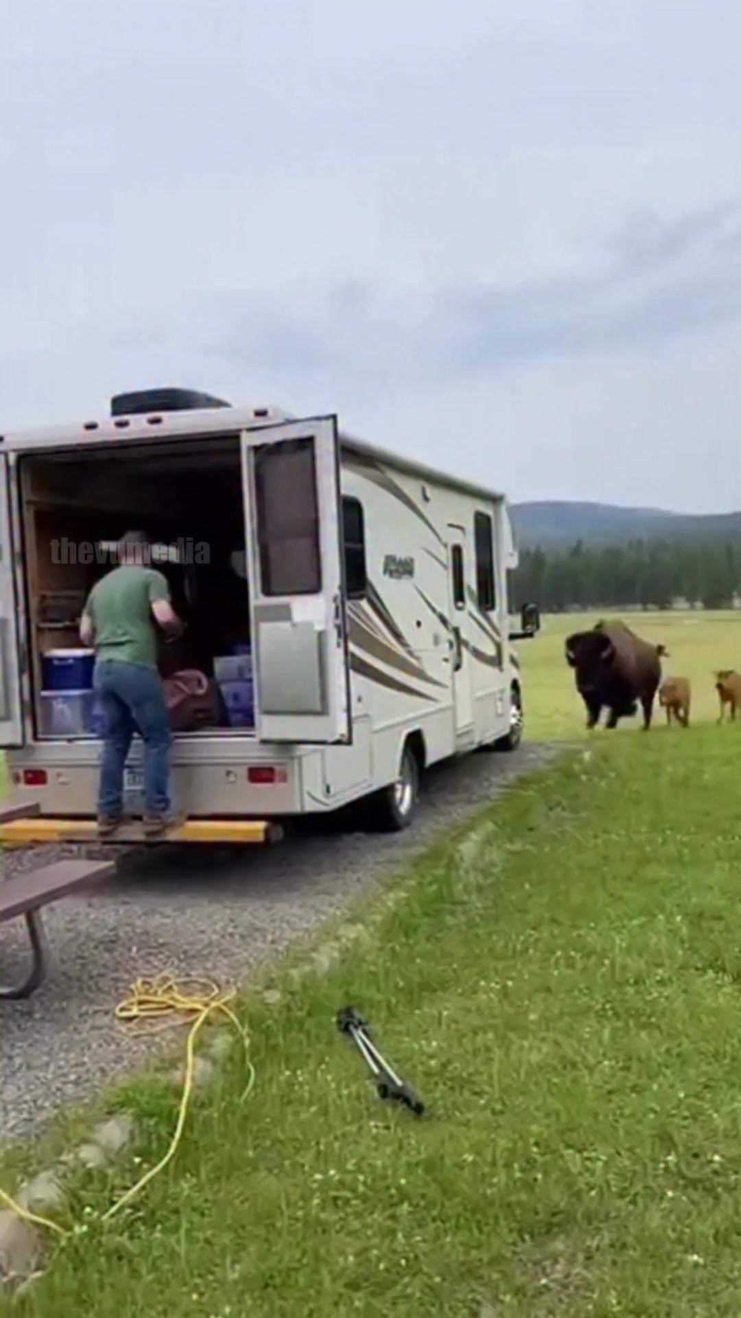 A terrifying close-up encounter in Yellowstone National Park as a ...
