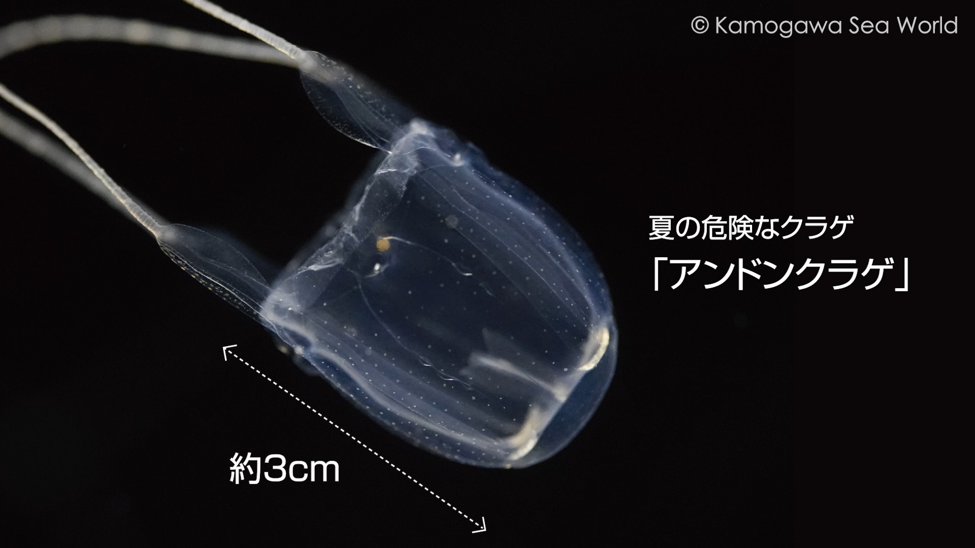 癒し> 「Kurage Life」で展示している様々なクラゲたち。魚とはまた