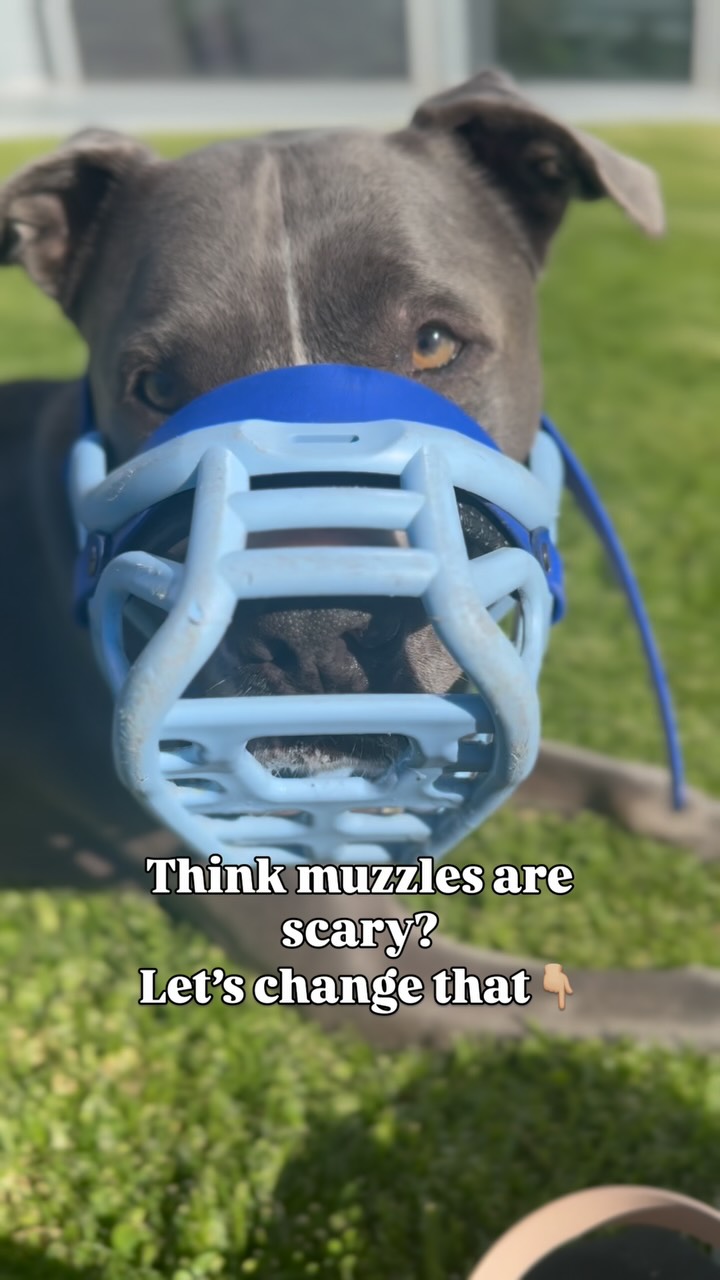 Muzzles = love, not mean. For reactive pups, scavenger dogs, vet visits ...