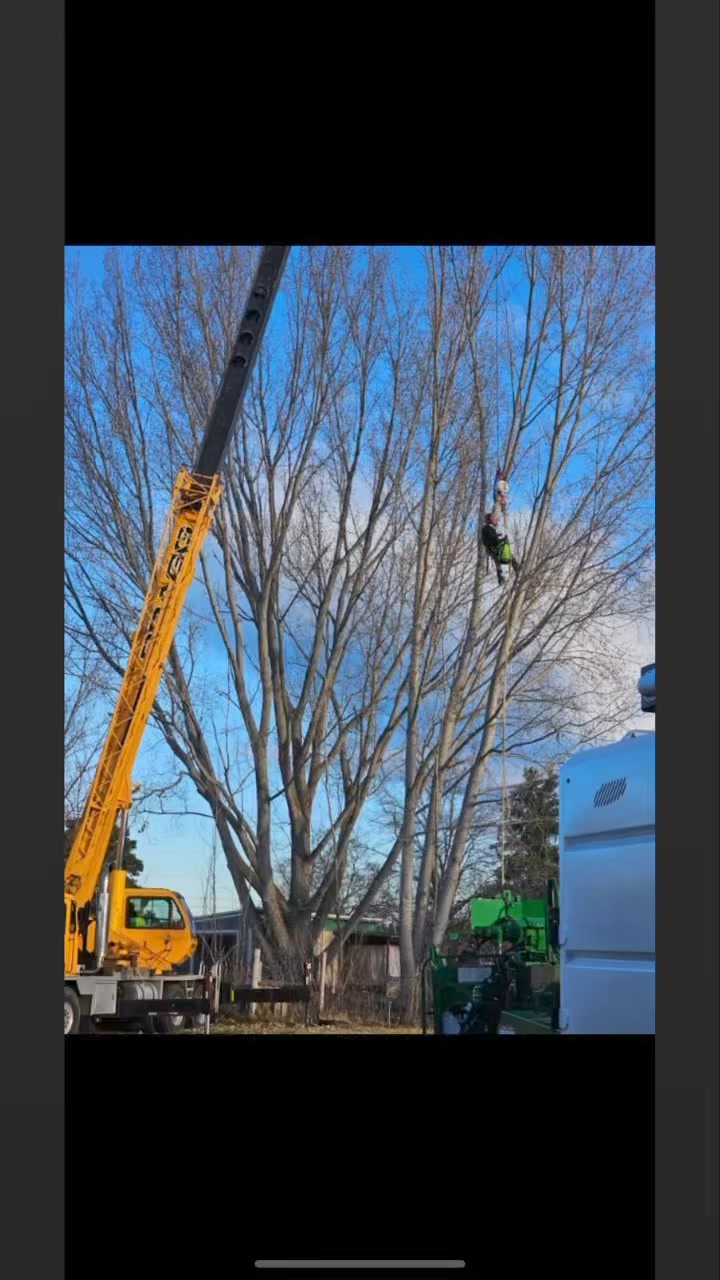 Apex Tree Service LLC