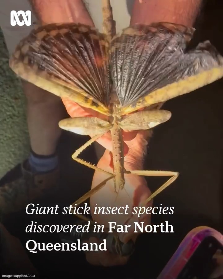 A large and previously unknown stick insect has been discovered in the ...