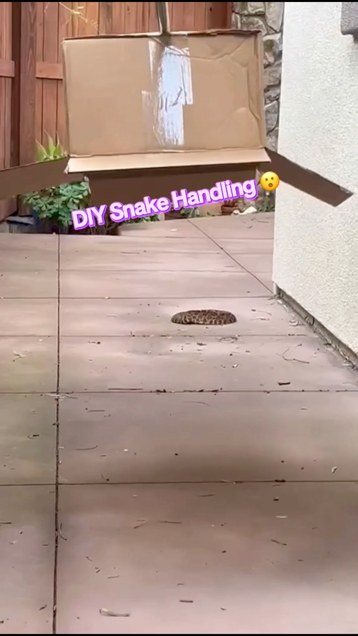 Most bites occur when in trained people try to do it themselves #snake ...