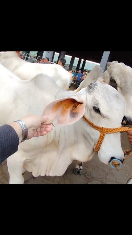 Lapad ng taenga, bakang Agoncillo #engelsfarmlife #livestockfarming # ...