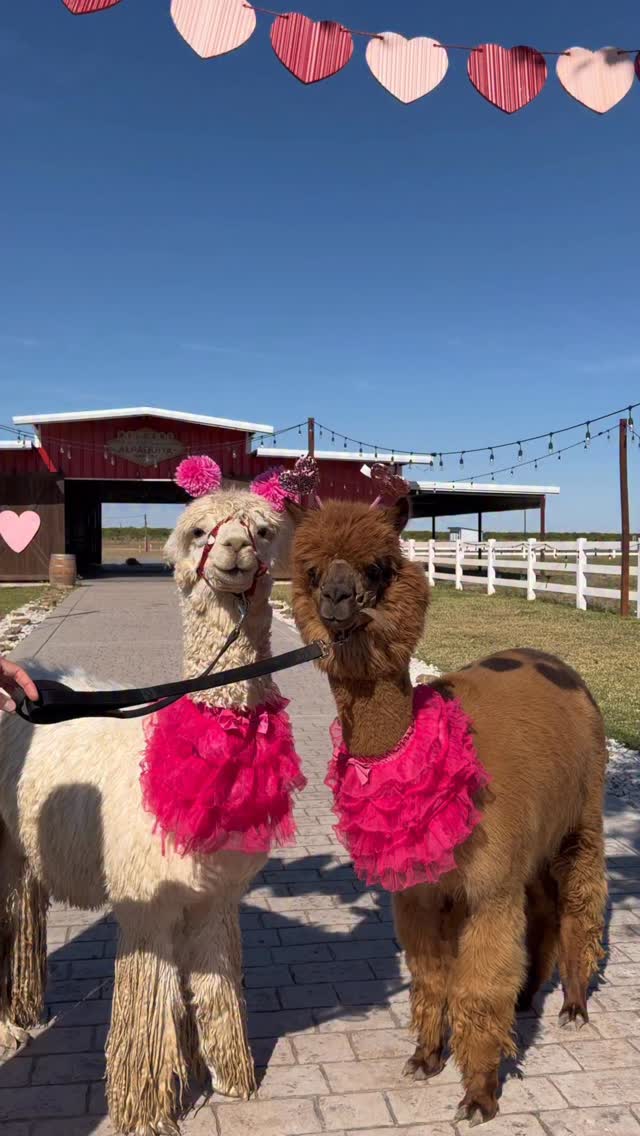 i 🫶🏼 you 🦙💖 #Valentines #AlpaquitaRanch #Love #RGV #alpacaranch ...