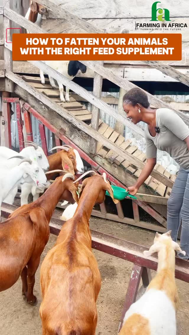 Want natural, healthy growth for your animals? It’s all in the feed ...