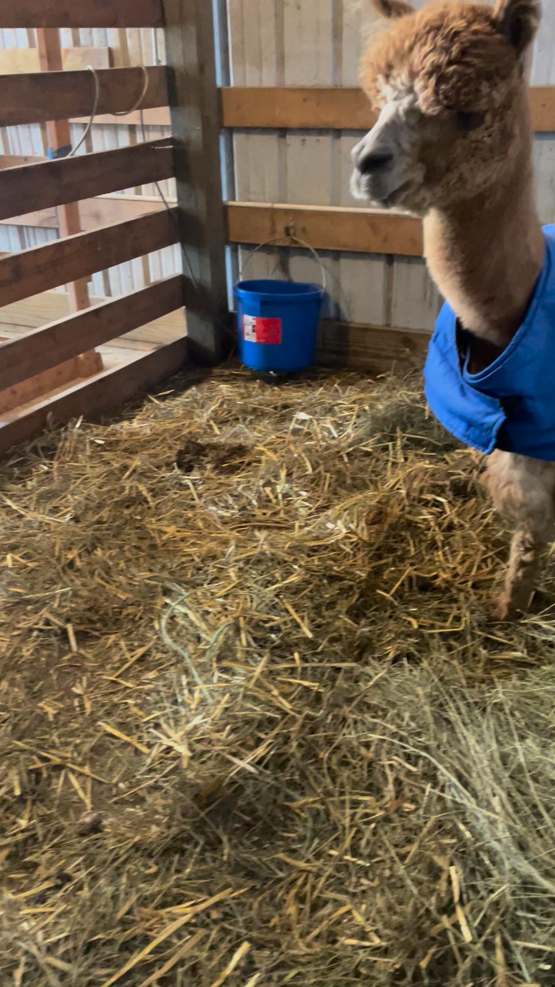 Blue Ridge Alpaca Ranch, LLC | Coon Valley WI