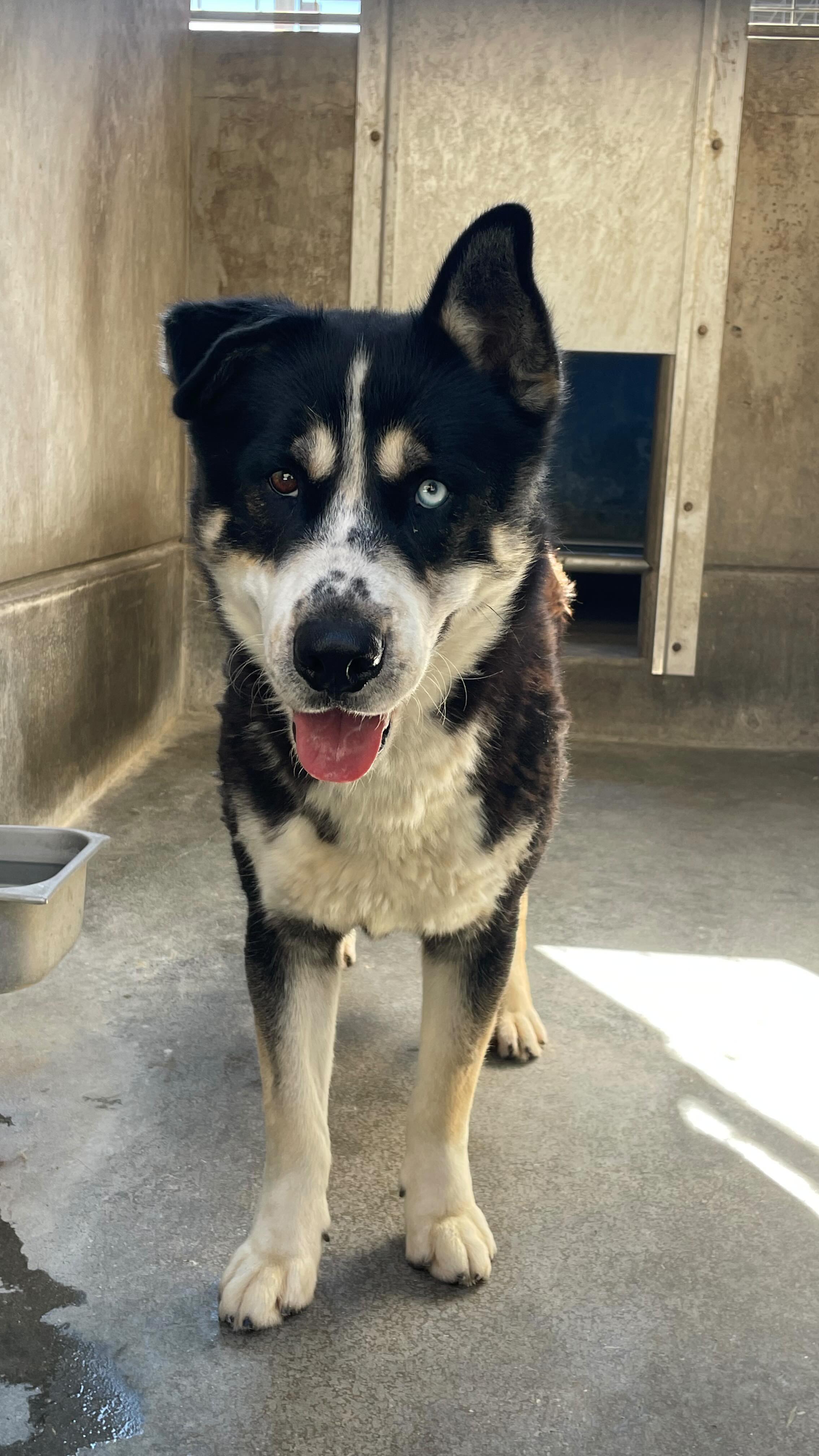 Update: DENNIS IS SAFE! Thanks to the amazing @goodtailsrescue please ...
