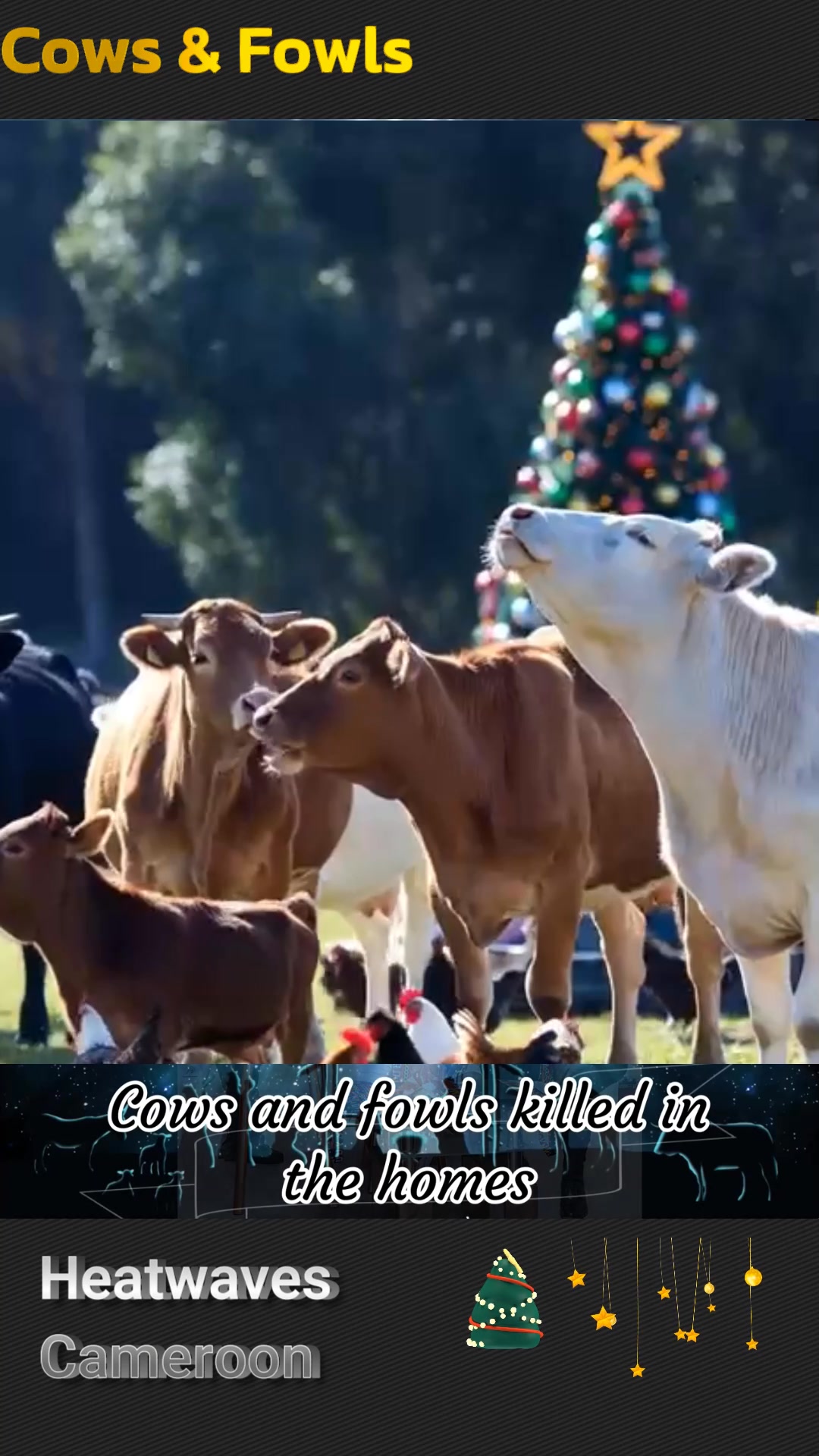 Cows & fowls Festive echoes from Mbumland to the world. #cows # ...