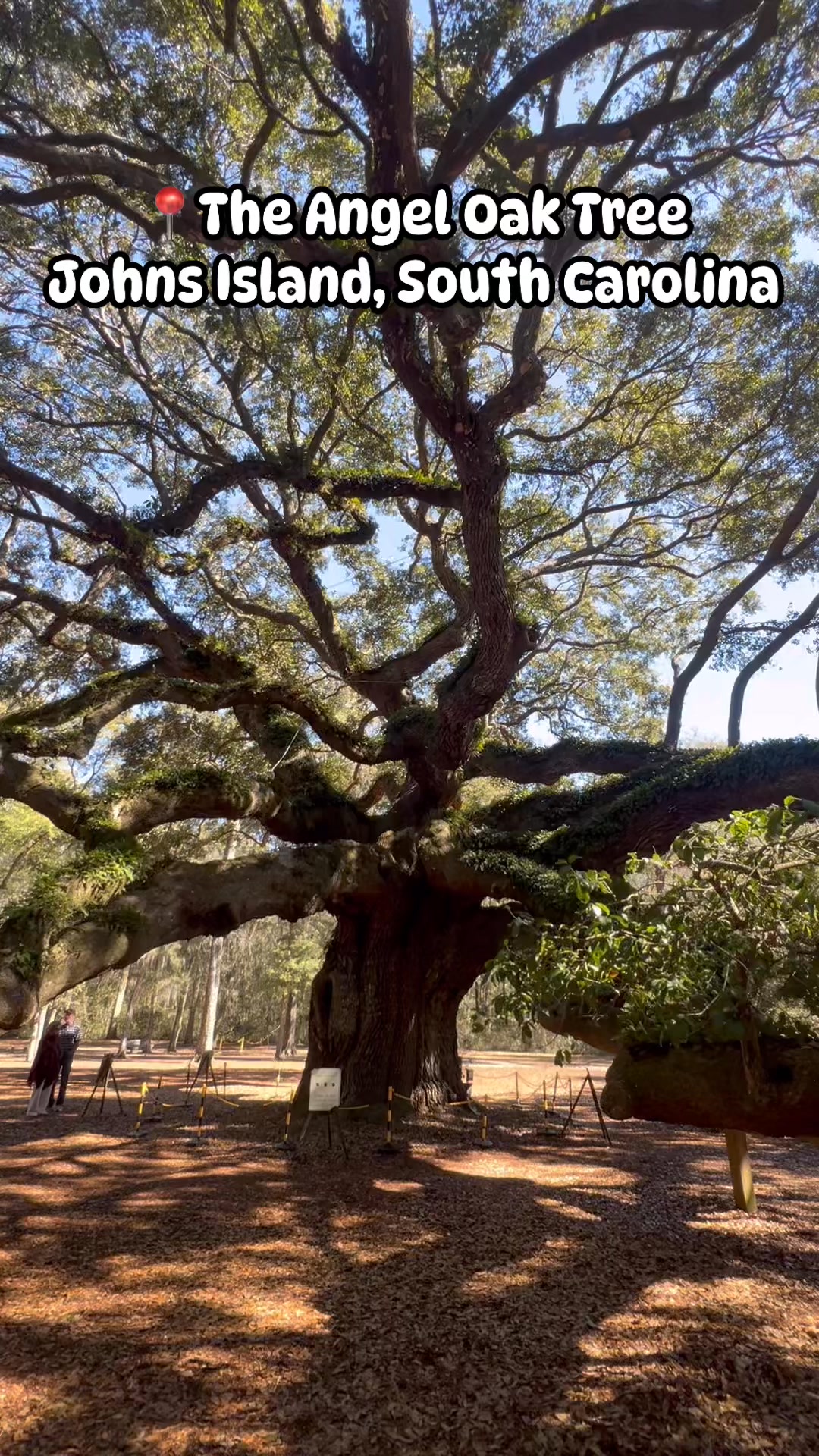 The Angel Oak Tree in Johns Island, South Carolina, is one of the most ...