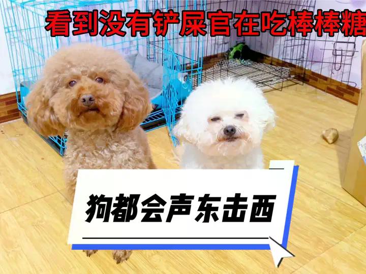 狗子都会声东击西#狗子成精了 #看一遍笑一遍 #这狗怎么人模人样的 #怀疑狗生 #创作灵感 | 日常撸狗皮皮 | Facebook