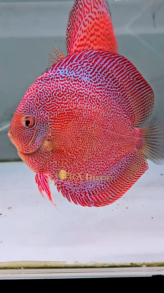 Super panthera 4.75 inch body (6 inch full) . #discus #zoradiscus # ...