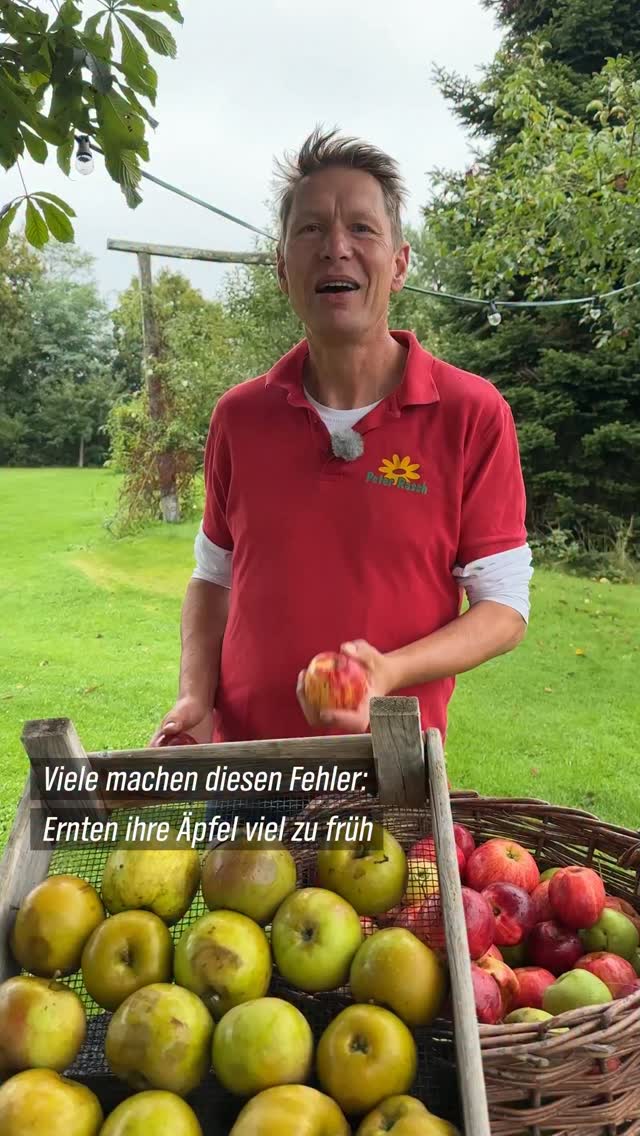 🍏 Jetzt ist Pflückzeit im Apfelgarten – aber Achtung! Viele machen den ...