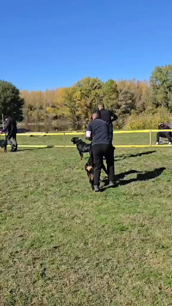 Guardian Rottweilers on Reels | Facebook