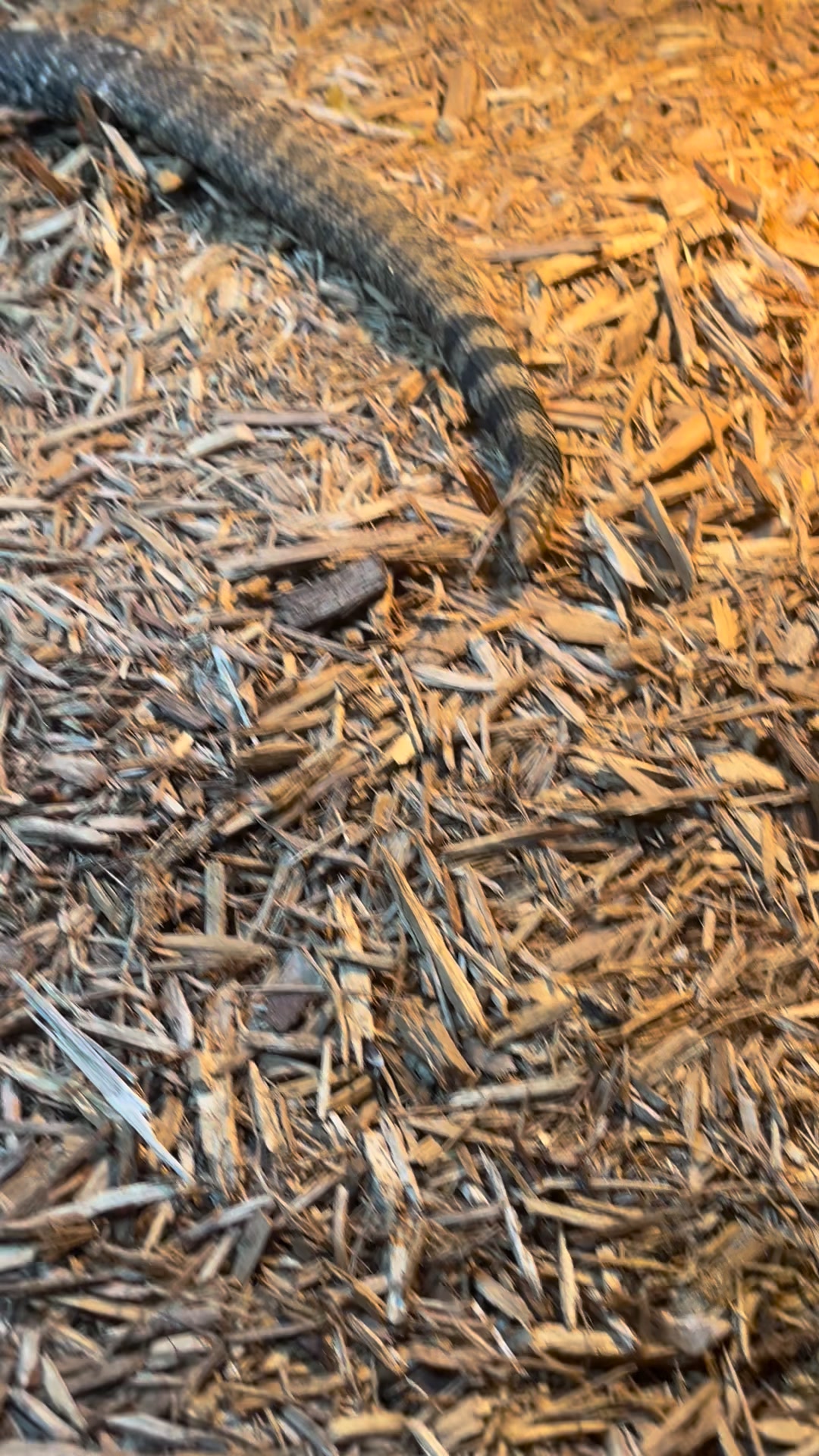 A closer look at Feeding Young Captive Cobras