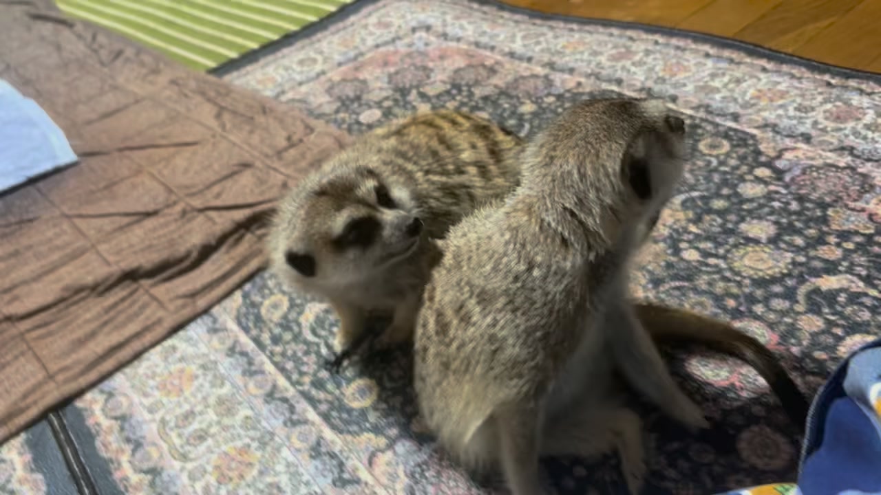 ミーアキャットのリアルなぬいぐるみが大集合❣️ どうやら1匹だけ様子