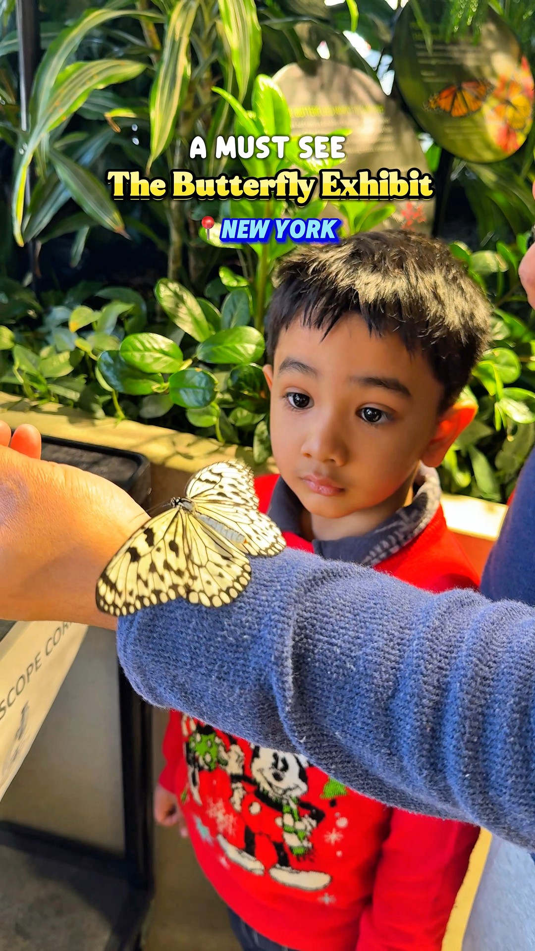 早い者勝ち‼️アシーナニューヨーク Victoria Butterfly 早い者勝ち
