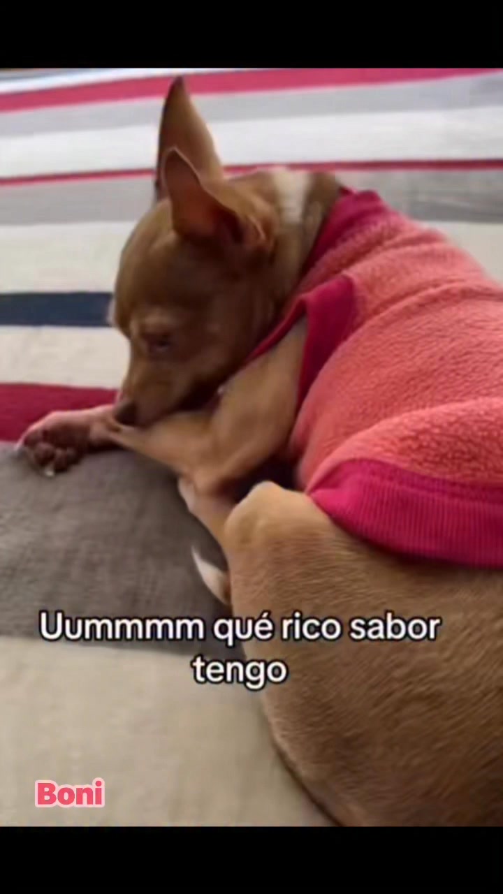 Rico sabor #mascotas #perros #chihuahua #humor #comedia | Tonieag ...