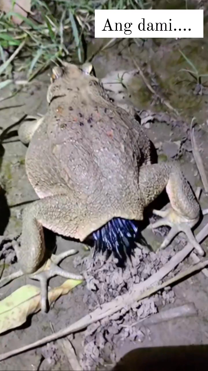 Ganon pala yon kadami. #fblifestyles #amazingfacts #frog | Flor Entoy ...