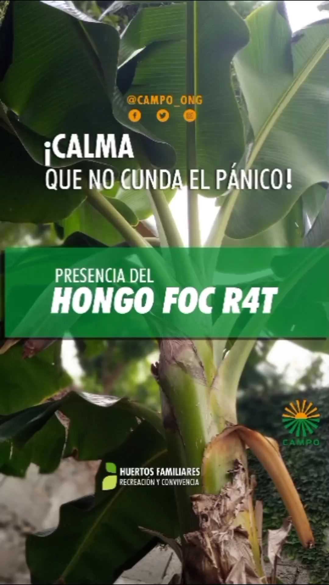 ¡Calma, que no cunda el pánico! 😱🤯 Llegó un nuevo Hongo llamado ...