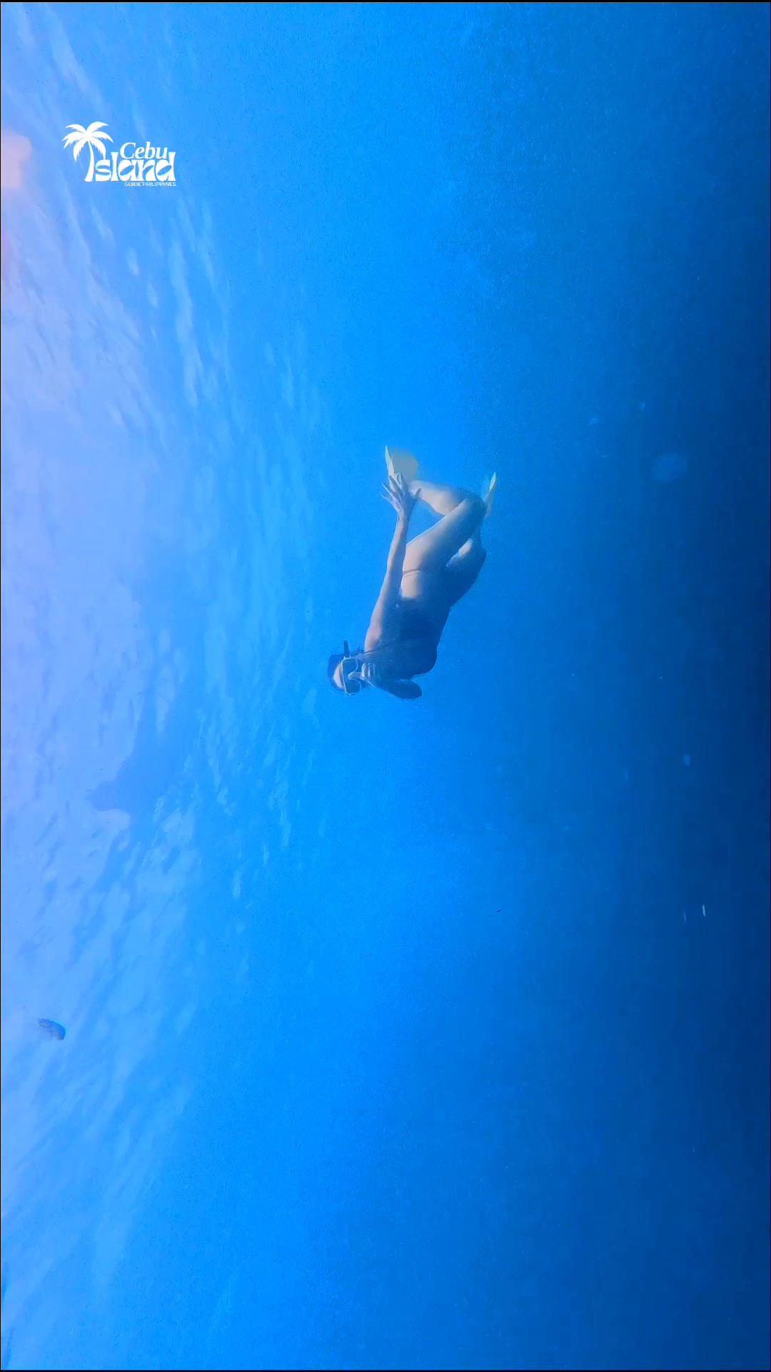 🌊🐟 Moalboal sardine run & turtle chasing experience in Moalboal swim ...