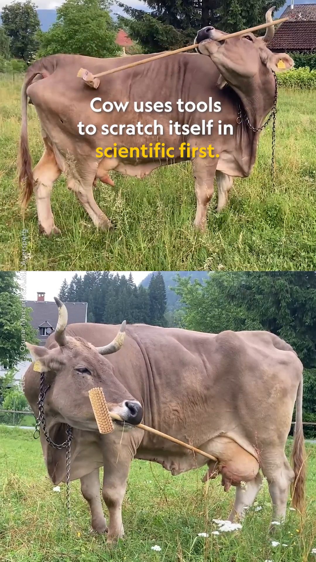 In an Austrian mountain village, a pet Swiss brown cow named Veronika ...