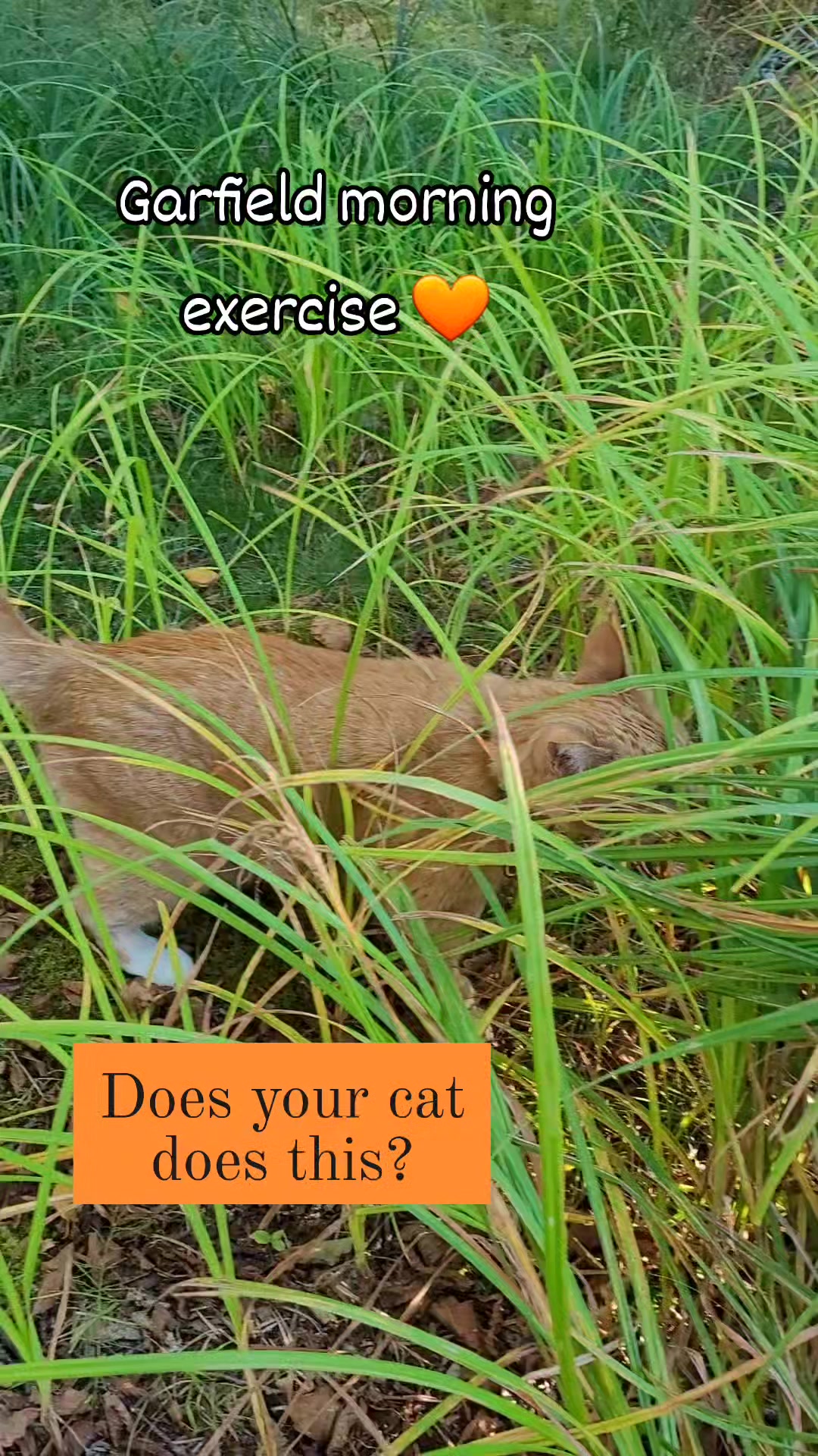 Garfield's update!!! Everyday, Garfield go outside for a few minutes ...