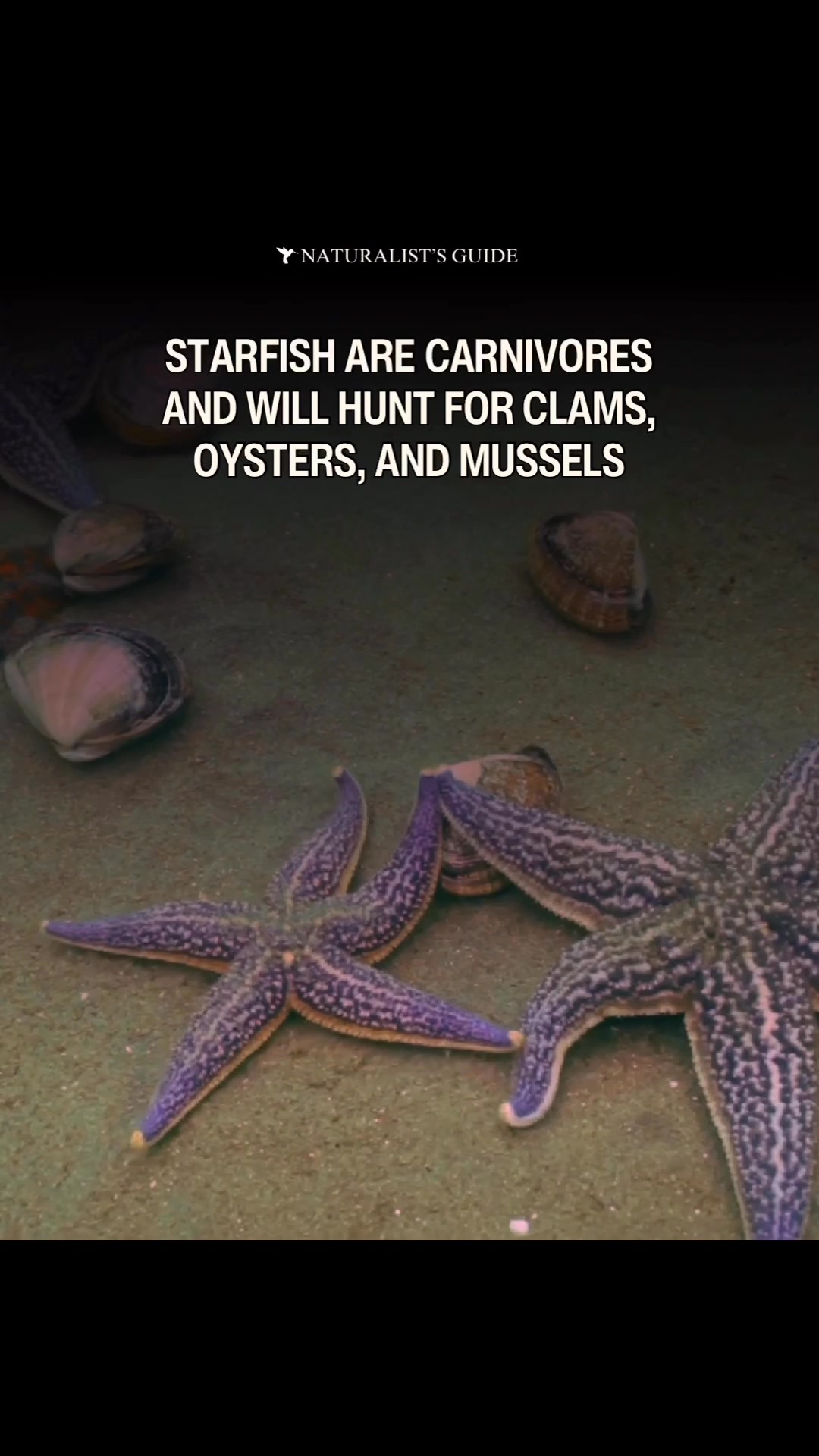 🦪 Did you know, that starfish are carnivores and will hunt for clams ...