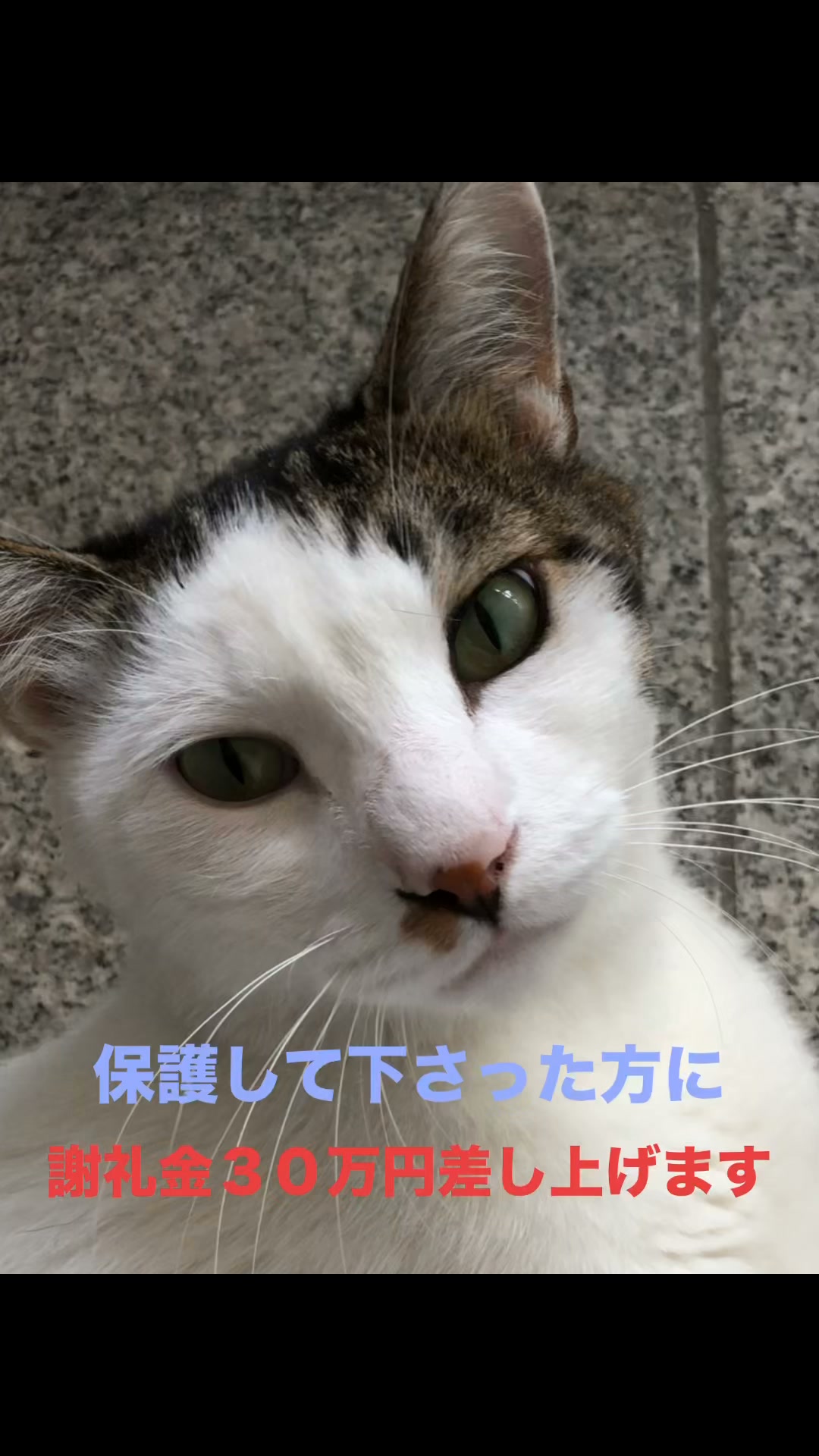 アメリカでも、いなばのちゅーるが買えるのですよ❣️これで日本からお