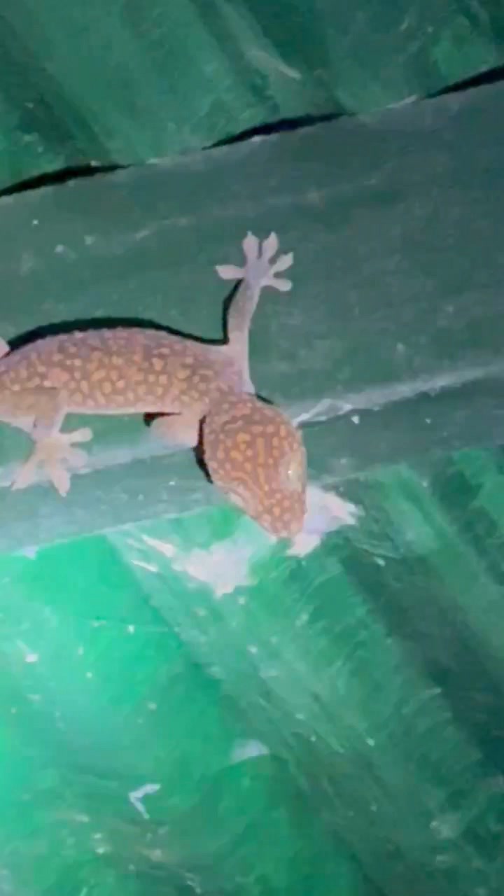 Show this to your kids!!! A gecko or tuko!!! Big headed lizard ...