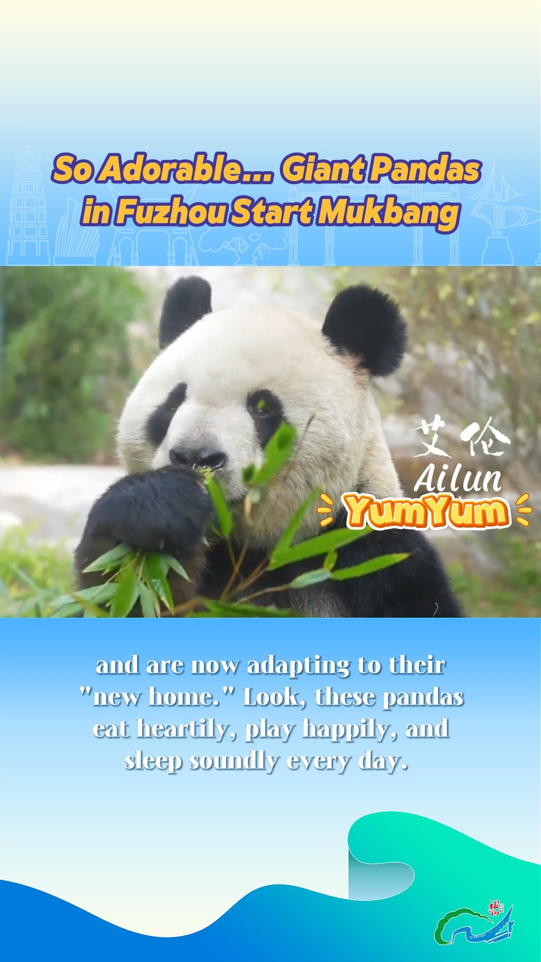 😍 🐼 🐼 Adorable alert! ️ The five new giant pandas at Fuzhou Panda World ...
