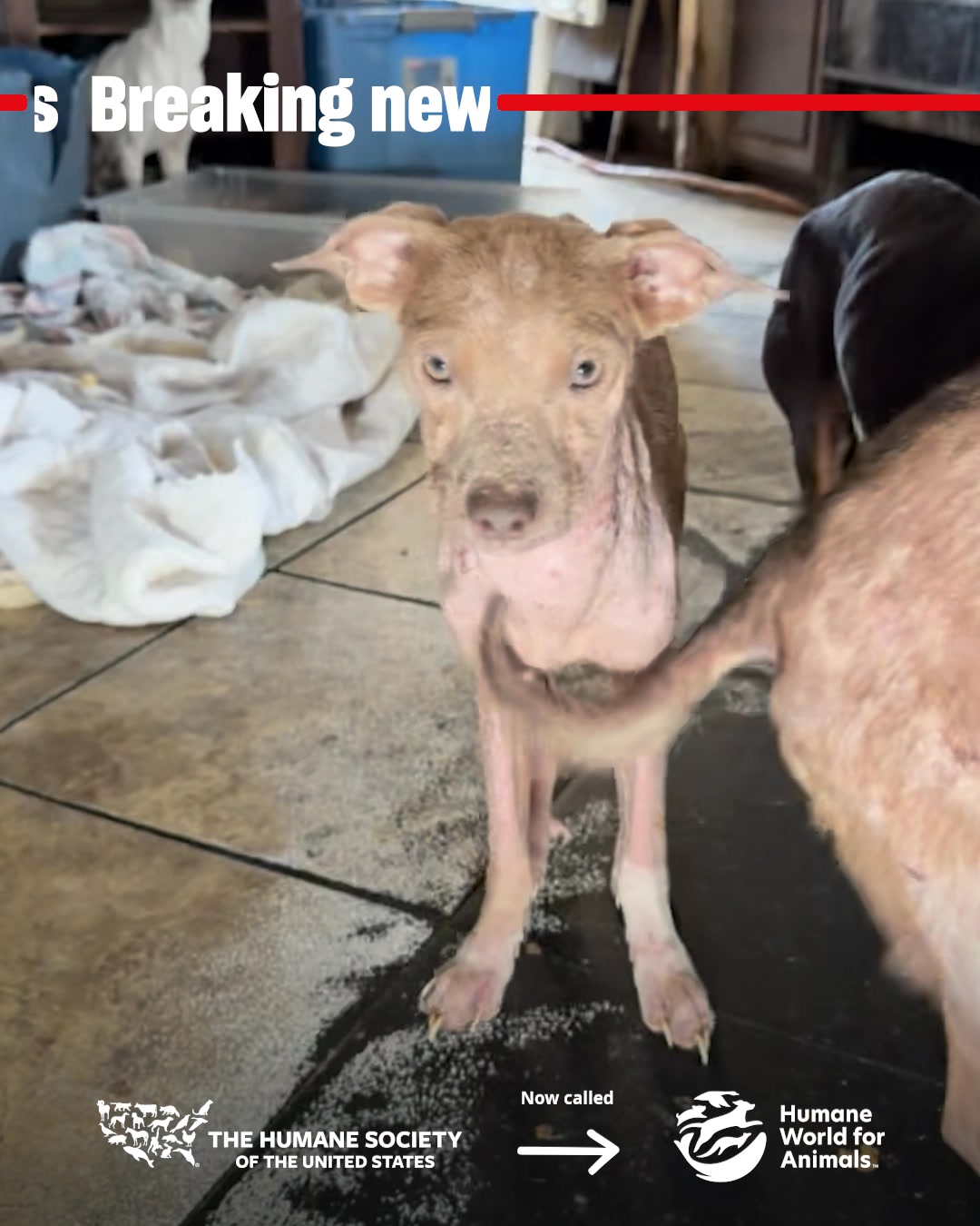 Over 50 dogs and other animals in need of urgent rescue, from an ...